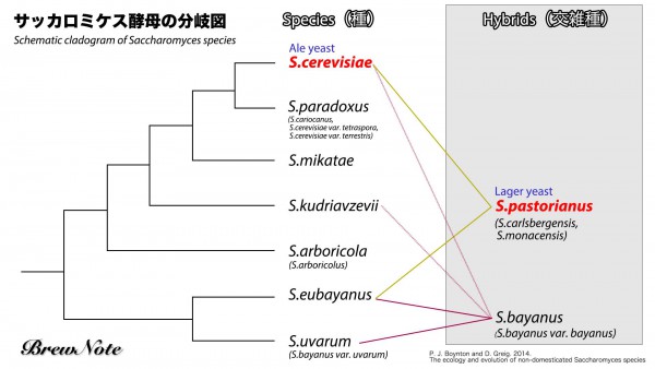 サッカロミケス酵母の分岐図