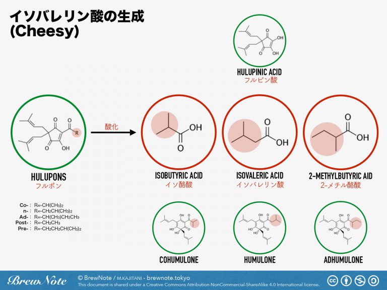 イソバレリン酸の生成 BrewNote